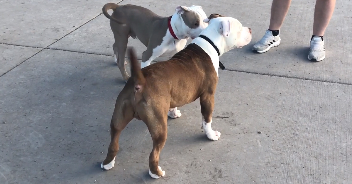 Amstaff incontra suo fratello dopo molto tempo e la reazione diventa virale (video)
