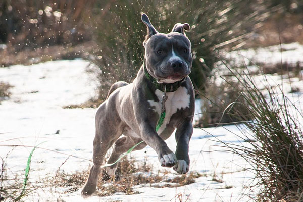 Amstaff che corre