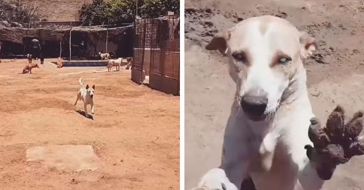 Il cane cieco si emozione e corre felice quando sente la voce dell’uomo che lo ha salvato