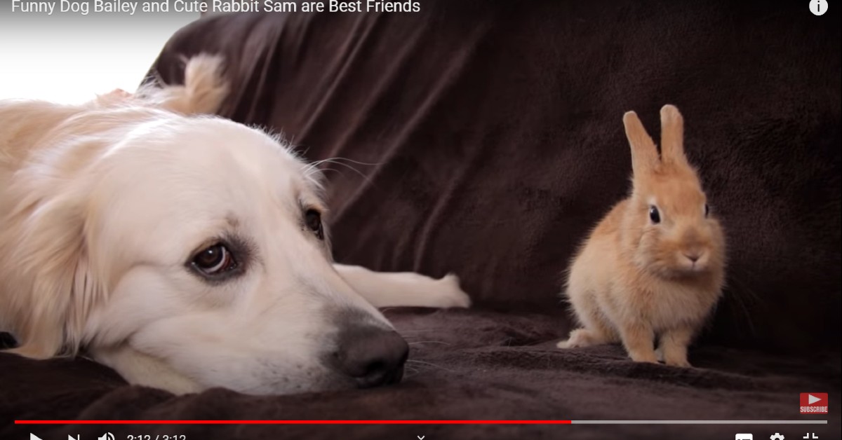 La storia di Bailey il cane e Sam il coniglio