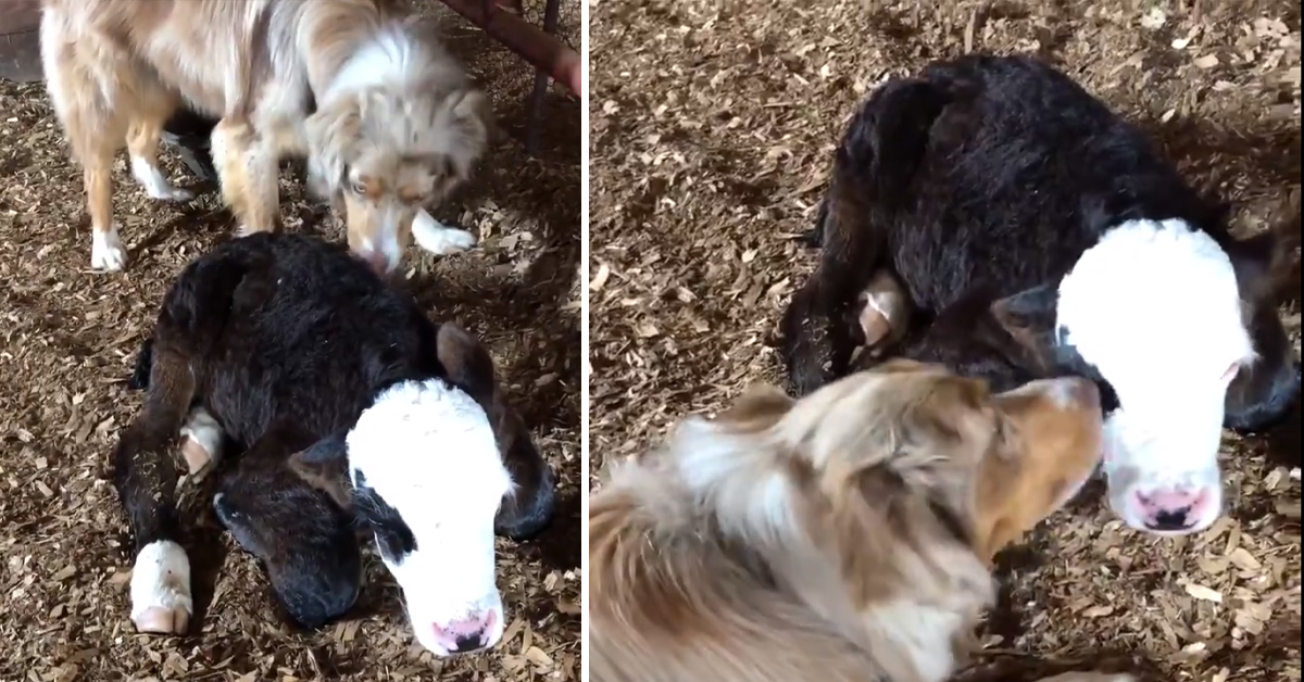 Bexley, il cagnolino che ha adottato un vitellino abbandonato (video)