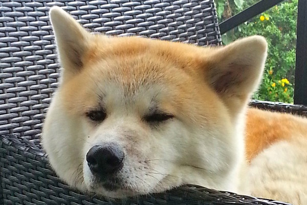 Akita dorme