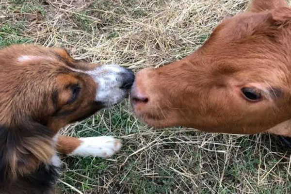 Cane con un vitellino