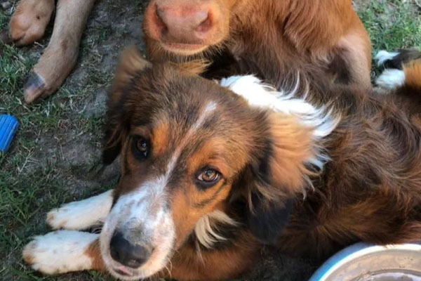 Cane con un vitellino