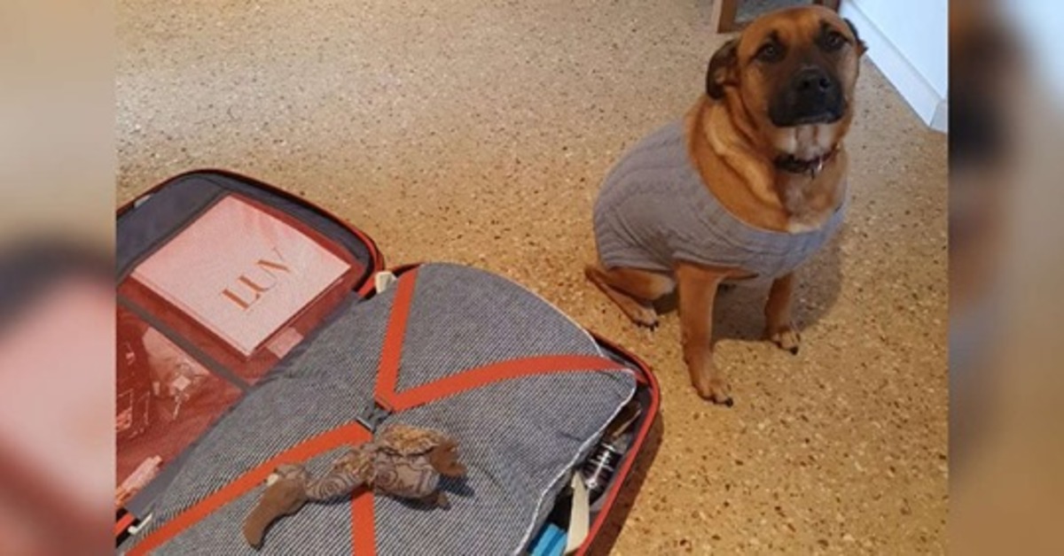 Bonnie, la cagnolina che ha messo nella valigia del suo amico il suo giocattolo preferito