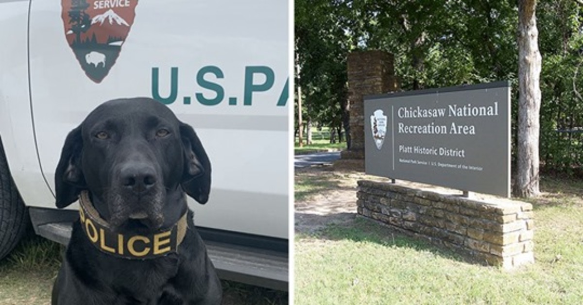 Boomer, il Labrador che dopo anni di onorato servizio va finalmente in pensione