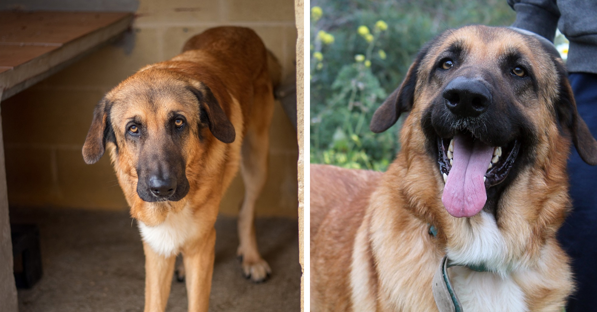 Boomer, il Pastore Tedesco che dopo molto dolore vuole essere felice (video)
