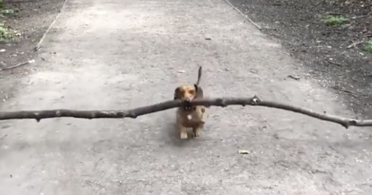 Bosco, il Bassotto che fa impazzire il web per la sua particolare abitudine (video)