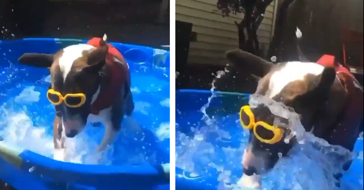 Bull Terrier si trasforma in un nuotatore provetto, con tanto di occhialini (video)