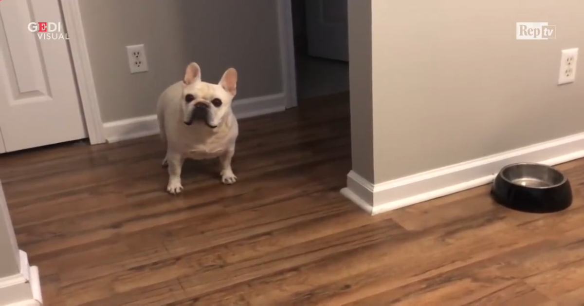 Bulldog a dieta si lamenta per la ciotola vuota
