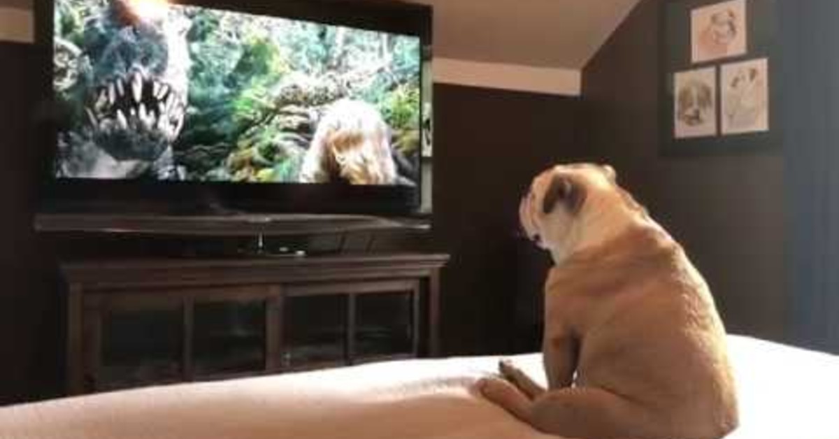 Bulldog che guarda un film, la reazione è esilarante
