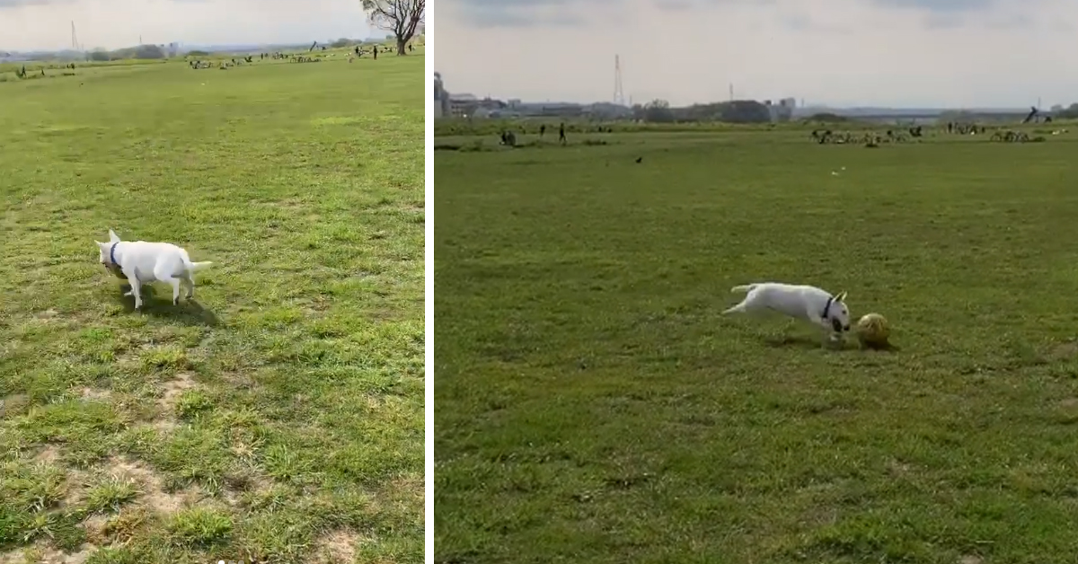 Bunta, il Bull Terrier che ha stupito il web per le sue abilità calcistiche (video)