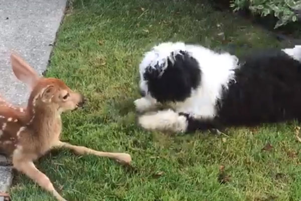 Cane con un cerbiatto