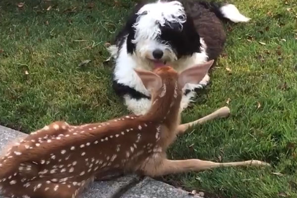 Cane con un cerbiatto