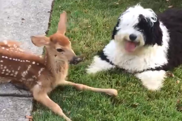 Cane con un cerbiatto