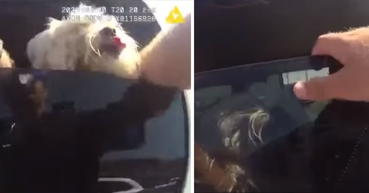 Cane chiuso in auto sotto il sole salvato da un poliziotto: la giustificazione della proprietaria indigna il web (video)