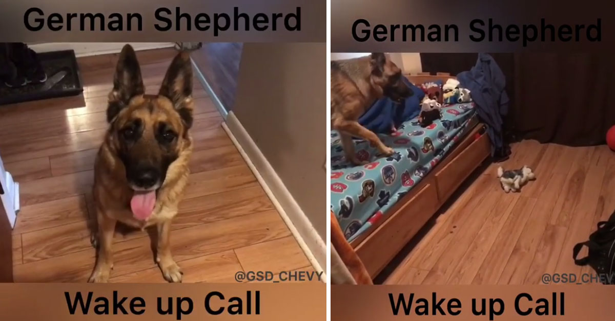 Chevy, il Pastore Tedesco che ha il compito di svegliare i bambini per andare a scuola (video)