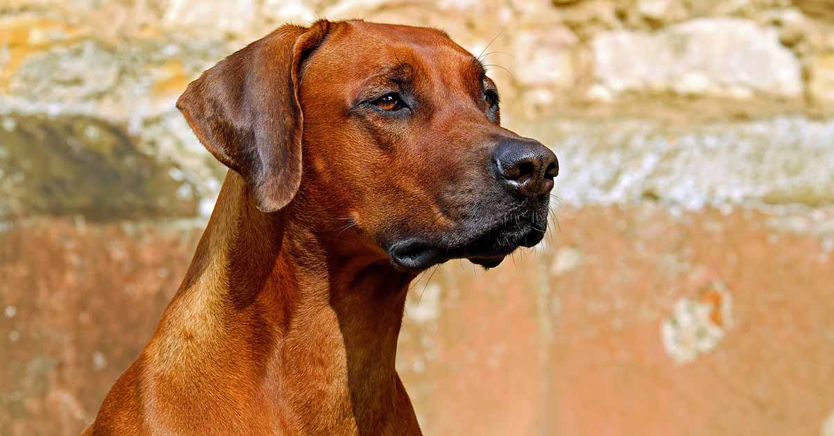 Cibi con omega 3 per il cane: elenco completo e dettagliato