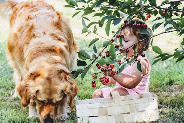 cibi omega 3 per il cane