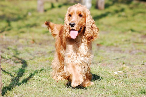 cane sano e in forma