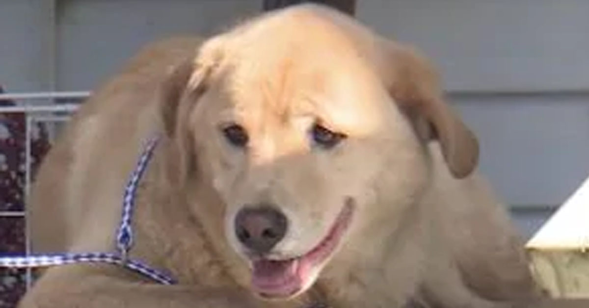 Cleo, il cane che ha percorso 90 Km per tornare nella sua vecchia casa
