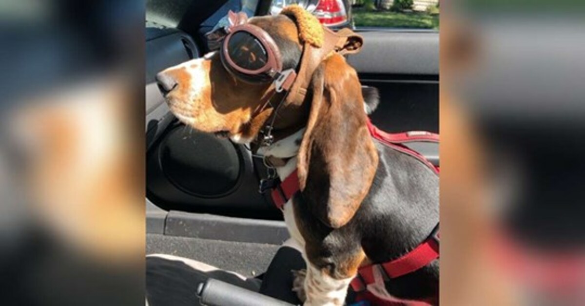 Copper, il Basset Hound che con i suoi occhiali viaggia in decappottabile