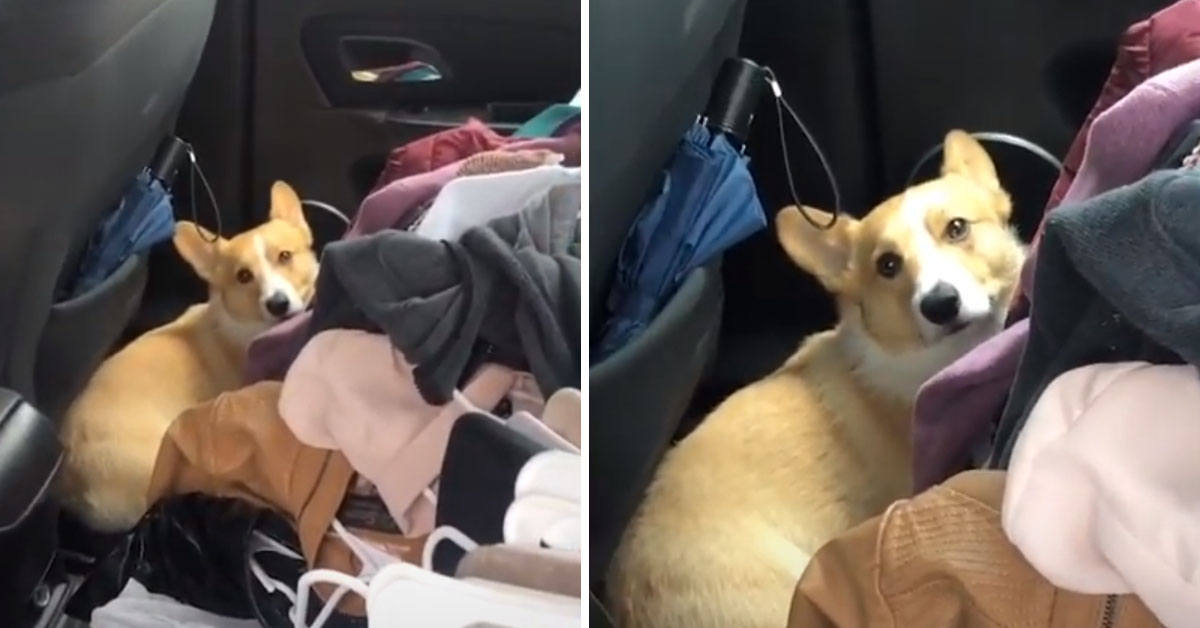Corgi si nasconde in auto dalla paura di essere abbandonato (video)