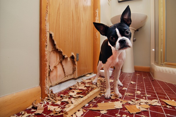 Cucciolo di cane distruttivo