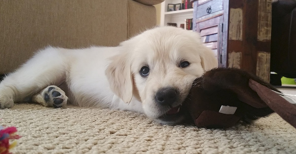 Cuccioli di cane pasticcioni: foto tenere e buffe di cagnolini combinaguai