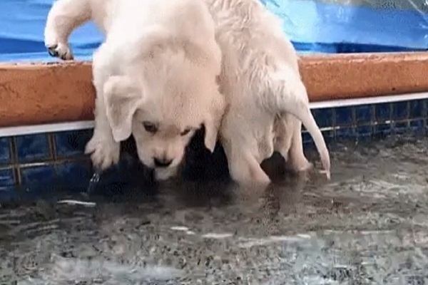 cuccioli bagno piscina video 