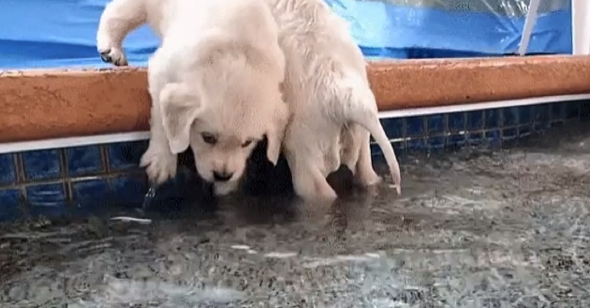cuccioli bagno piscina video