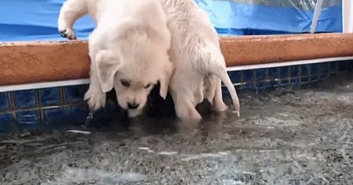 Cuccioli fanno il bagno in piscina e conquistano il web (video)