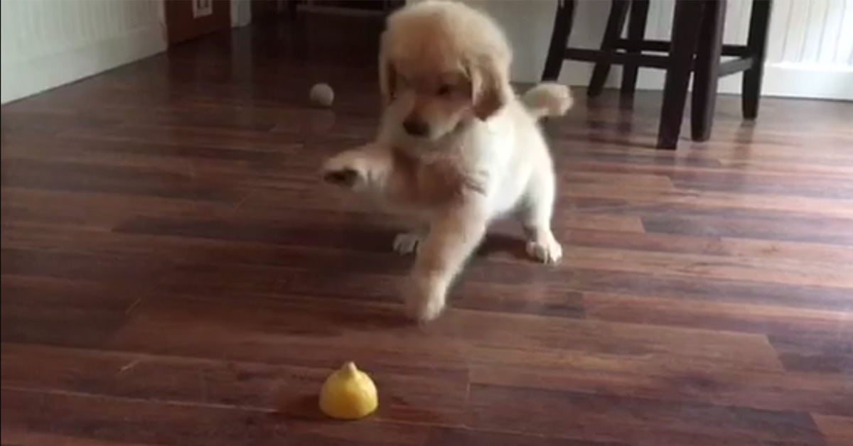 Cucciolo di Golden Retriever assaggia il limone e la sua reazione diventa virale (video)