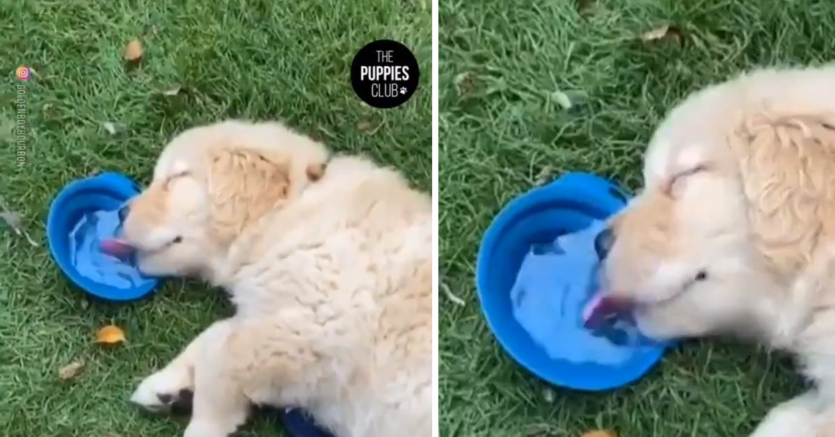 Cucciolo di Golden Retriever beve mentre dorme e il video conquista il web