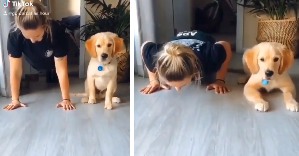 Cucciolo di Golden Retriever fa le flessioni con la proprietaria (video)