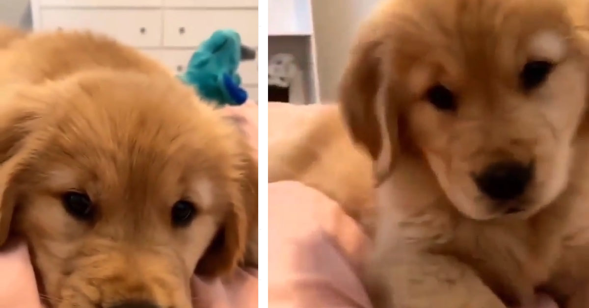 Cucciolo di Golden Retriever non vuole che il proprietario gli faccia una foto (video)