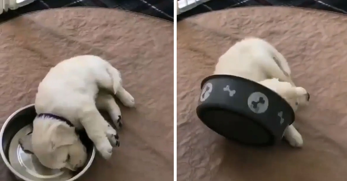 Cucciolo di Golden Retriever si gode un pisolino in un posto speciale (video)