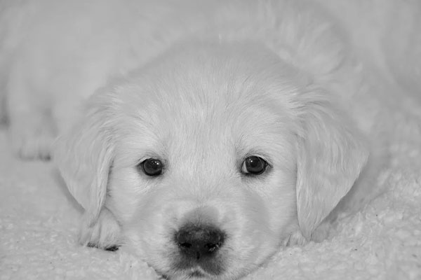 Cucciolo di Golden Retriever che si riposa