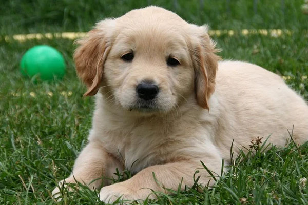 Cucciolo di Golden Retriever in un prato