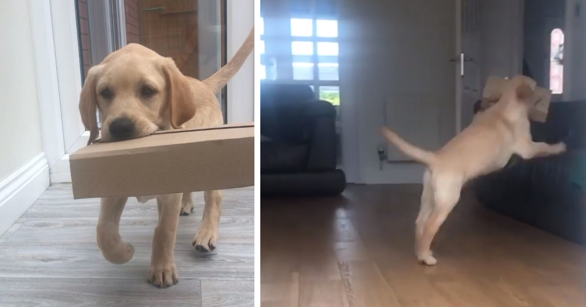 Cucciolo di Labrador fa il fattorino per la sua famiglia (video)