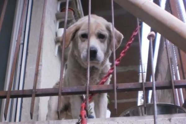 cucciolo di cane sempre al balcone aspetta 