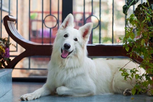 cucciolo di cane sempre al balcone