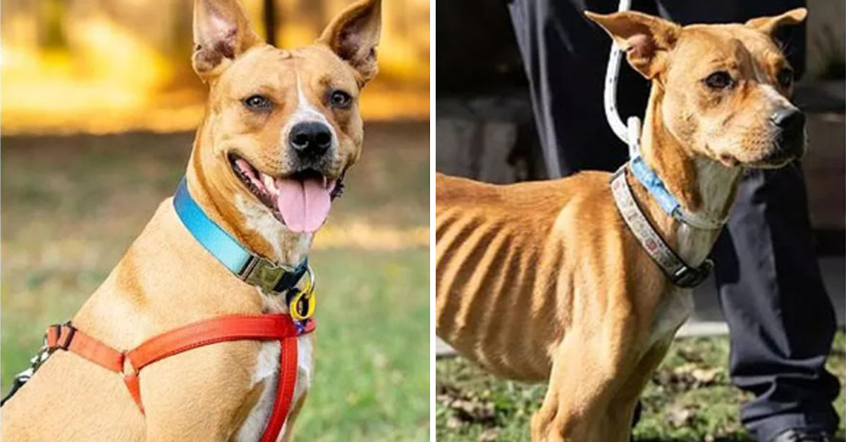 Delilah, lo Staffordshire Bull Terrier ridotto pelle e ossa che è finalmente rinato