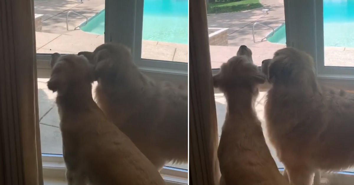 Due Golden Retriever giocano con una mosca e la loro “lotta” intenerisce il web (video)