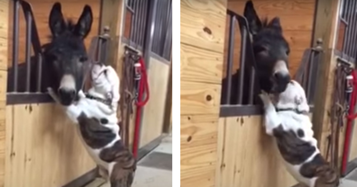 Duncan, il Bulldog che ha stretto una particolare amicizia con un asino (video)