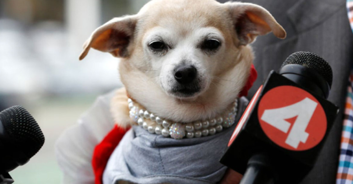 Frida, il Chihuahua che è stato sindaco di San Francisco per un giorno (video)