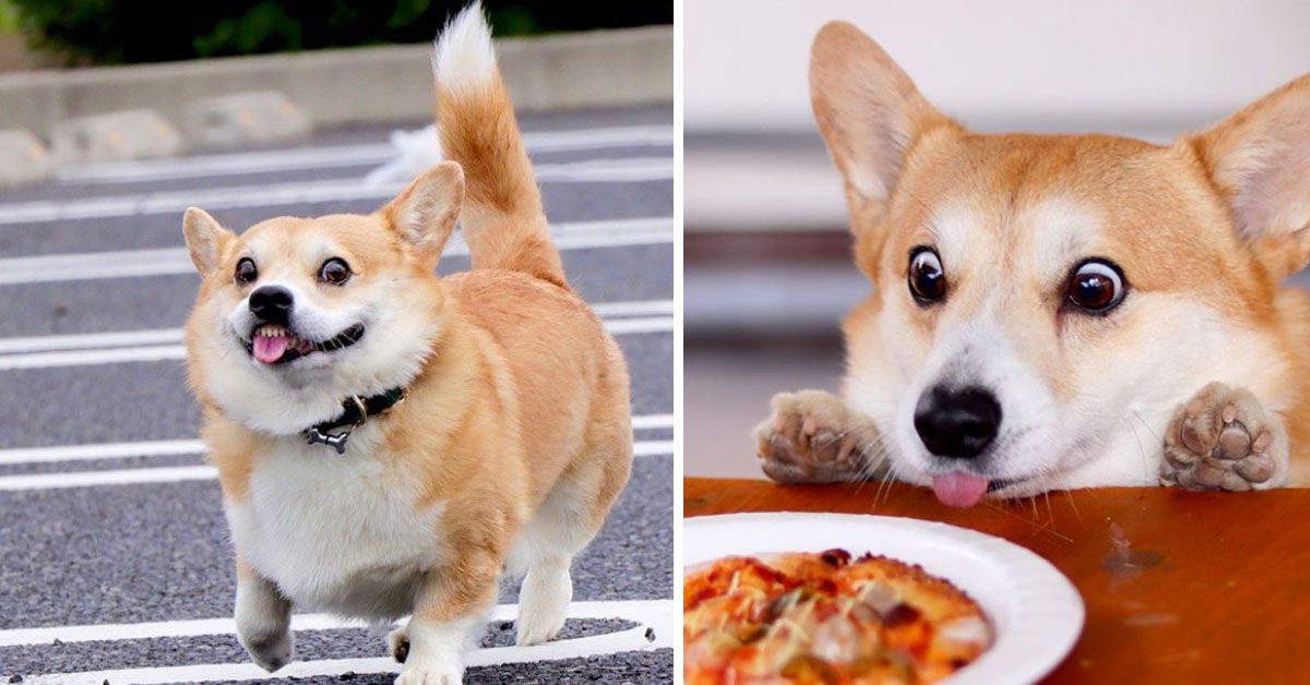 Gen, il Corgi più simpatico del web che fa impazzire tutti (video)