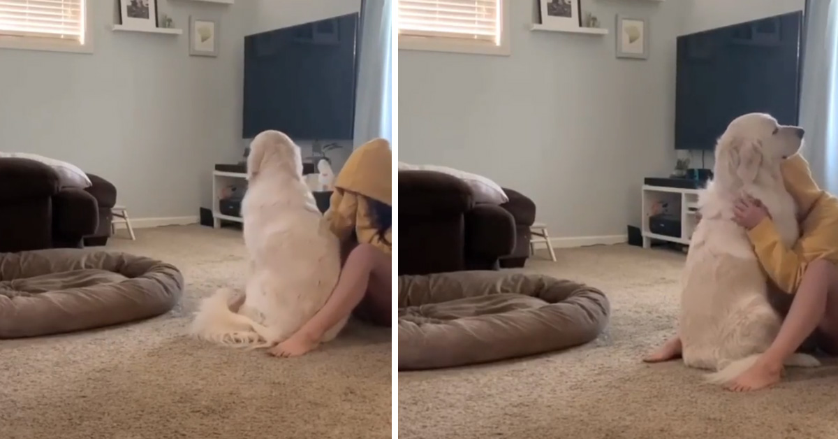 Golden Retriever abbraccia la proprietaria triste e il video emoziona il web