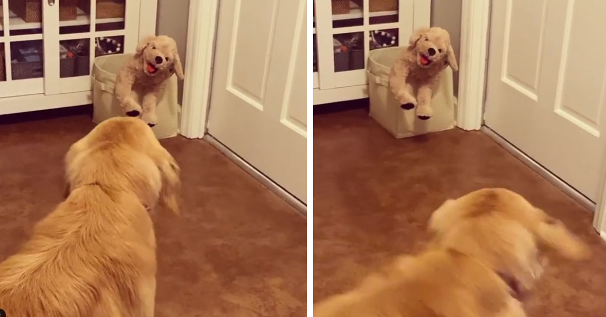 Golden Retriever ha paura di un peluche identico a lui (video)