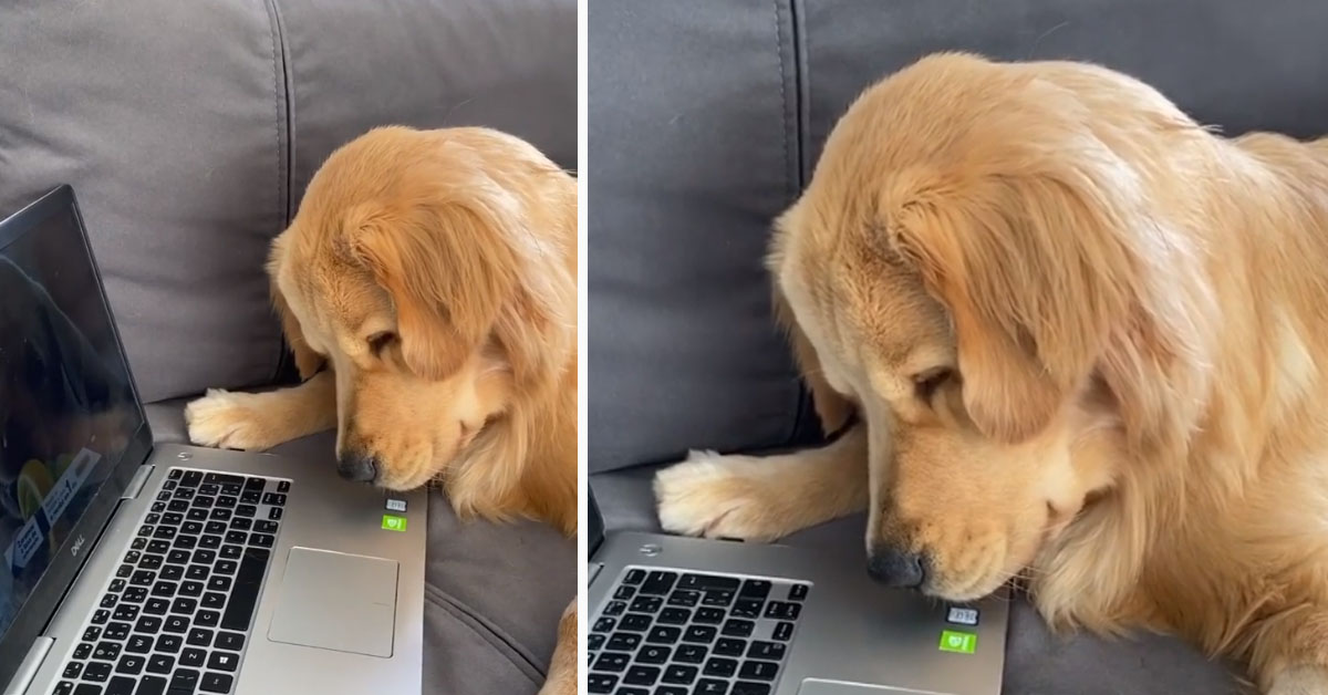 Golden Retriever resta affascinato da un particolare suono al computer (video)
